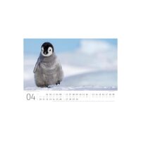 ACKERMANN Calendrier 2026 2689 Pinguine ML 45x33cm