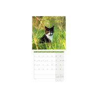 ACKERMANN Bildkalender 2027 4720 Katzen ML 30x30cm