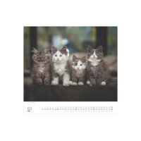DUMONT Bildkalender 2027 261893 Stubentiger ML 38x35.5cm