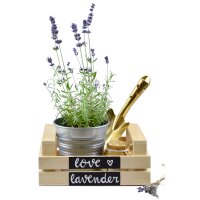 Pentel Kreidemarker WET ERASE SMW26, Keilspitze, rot