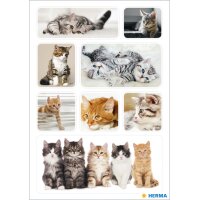 HERMA Autocollants DECOR Photos de chats