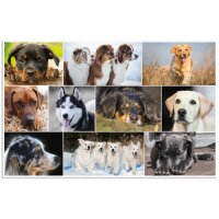 HERMA Sous-main Chiens, (L)550 x (H)350 mm