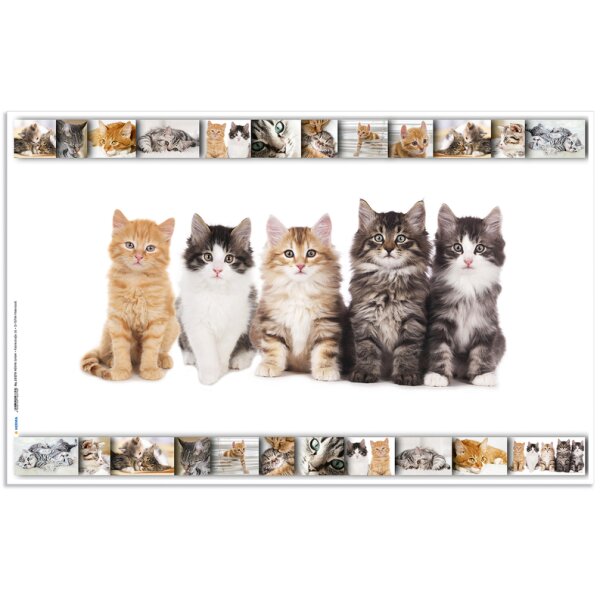 HERMA Schreibunterlage "Katzen", (B)550 x (H)350 mm