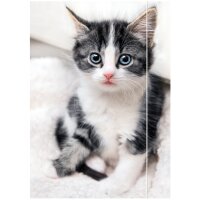 RNK Verlag Carton à dessin Chaton, A3