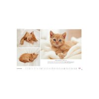 HEYE Calendrier 2026 1130+26 Chats Whiskas AL 45x30cm