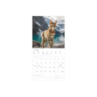 ALPHA EDITION Bildkalender 2027 161056 Katzen ML 30x30cm
