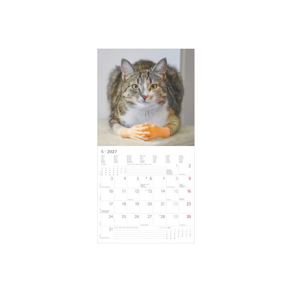 ALPHA EDITION Calendrier 2027 161197 Funny Cats ML 30x30cm