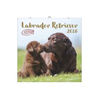 ALPHA EDITION Bildkalender 2026 160631 Labrador ML 30x30cm