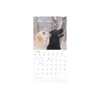 ALPHA EDITION Calendrier 2026 160631 Labrador ML 30x30cm