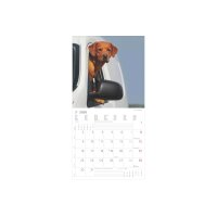 ALPHA EDITION Calendrier 2026 160631 Labrador ML 30x30cm