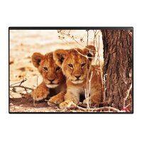 KOLMA Schreibunterlage 35.550.20 Löwe 50x34cm