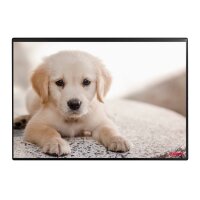 KOLMA Schreibunterlage 35.553.20 Hund 50x34cm