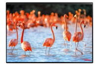 KOLMA Schreibunterlage 35.556.20 Flamingos 50x34cm