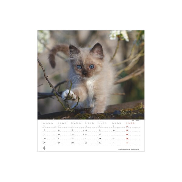 ALPHA EDITION Calendrier 2027 161828 Chatons ML 30x34cm