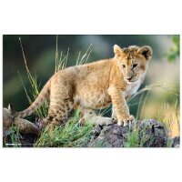 HERMA Sous-main Animaux dAfrique, (L)550 x (H)350 mm