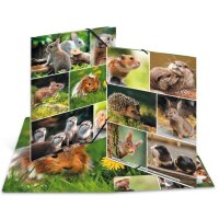 HERMA Chemise à élastiques Animaux de la forêt, carton, A3