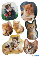 HERMA Sticker DECOR "fotogene Kätzchen"