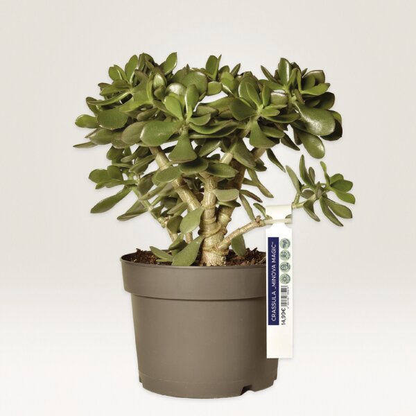 AVERY Zweckform Anhänger-Schlaufe, Folie, 160 x 17 mm, weiss