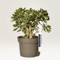 AVERY Zweckform Anhänger-Schlaufe, Folie, 160 x 17 mm, weiss