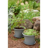 orthex Soucoupe BOTANICA, diamètre : 260 mm, gris