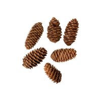 I AM CREATIVE Tannenzapfenset 6102.87 länglich 6...