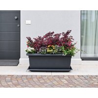 tera Pflanztrog "Tikal", Breite: 520 mm, anthrazit