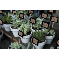 HERMA Étiquette polyvalente silphie, 52x100 mm,...