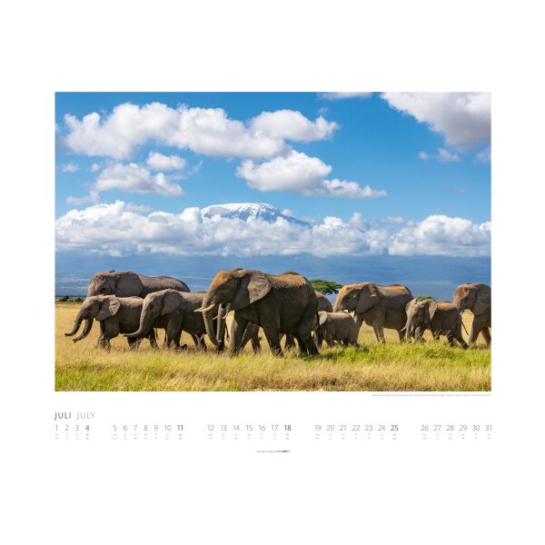 WEINGARTEN Bildkalender 2027 2960300+27 Elefanten DE 55x46cm