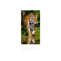 WEINGARTEN Bildkalender 2027 2958700+27 Big Cats DE 33x68cm