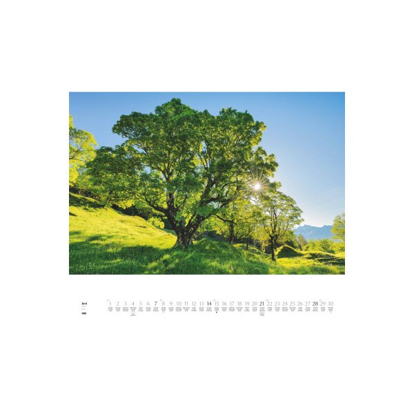 DUMONT Calendrier 2026 260364 Arbres ML 58.4x48.5cm