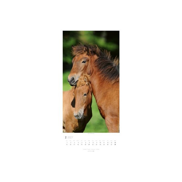 WEINGARTEN Bildkalender 2027 3119300+27 Pferde DE 33x68cm
