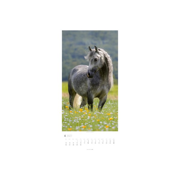 WEINGARTEN Bildkalender 2027 3119300+27 Pferde DE 33x68cm