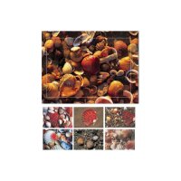 HASCHEMI Card Box 104 104 MUSCHELN