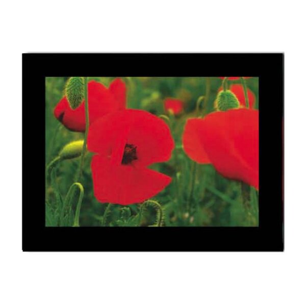 HASCHEMI Doppelkarten-Box 818 818 MOHNBLUMEN