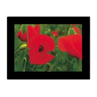 HASCHEMI Card Box 818 818 MOHNBLUMEN