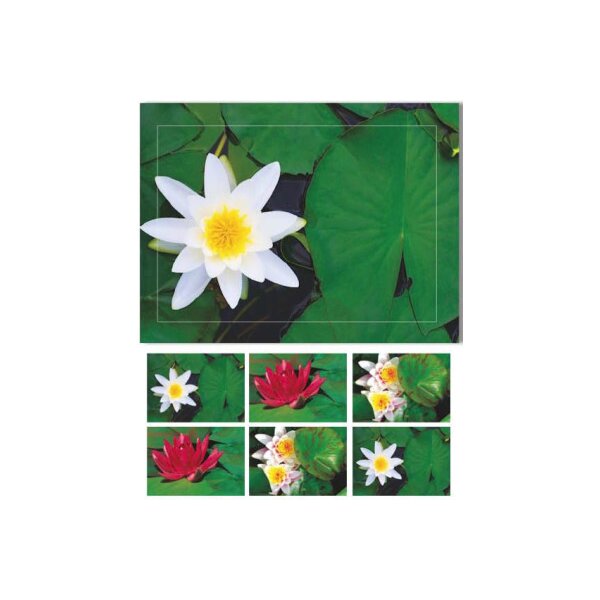 HASCHEMI Doppelkarten-Box 804 804 SEEROSEN