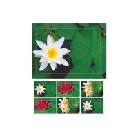 HASCHEMI Card Box 804 804 SEEROSEN