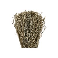 EGLO Fleurs séchées CARAQ 18cm 428077...