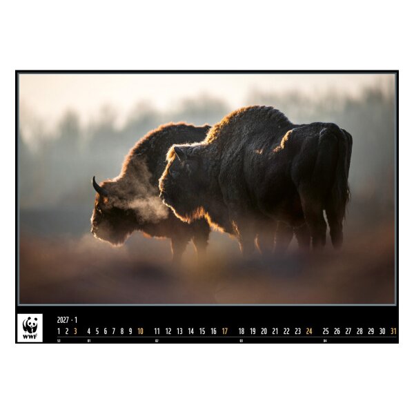 CALENDARIA Calendrier 2027 9783036206301 WWF Wildlife ML 34x48cm