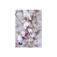 ART BULA Weihnachtskarte 12x17.5cm 12BU3539 Beeren mit...