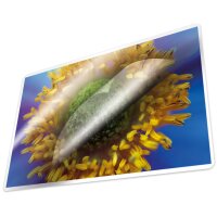 kangaro Laminierfolientasche, DIN A3, glänzend, 200 mic
