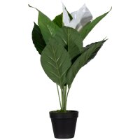 PAPERFLOW Plante artificielle fleur de lune, (H)550 mm