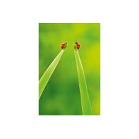 ABC Glückwunschkarte Blanko B6 51806 Marienkäfer