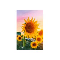 ABC Carte de voeux en blanc B6 51819 Tournesols