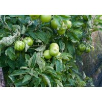 Bradas Filet de protection anti-oiseaux, 2 x 5 m, noir