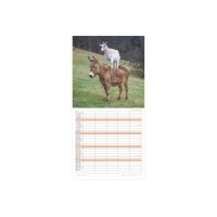 ALPHA EDITION Familienplaner 2027 161702 Beste Freunde ML 30x30cm